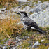 CHAORAS Sports Tenugui /  Grouse and spotted nutcracker (sepia)